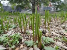 創成川公園のすずらんの芽吹き
