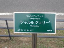 ライラックの樹名板には、花の品種名のほか、その品種を作った園芸家名、国名、つくった年が記載されています