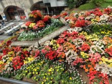 赤、ピンク、オレンジ、黄色のベゴニア花畑
