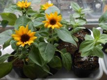タウンガーデナーさんが育ててくれたミニヒマワリ