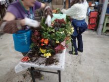 苗をバスケットにぎゅっと詰め込む