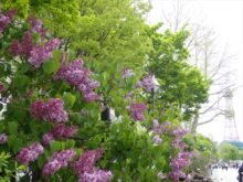 大通公園のライラック