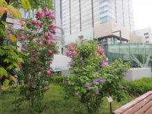 大通公園のライラック３色