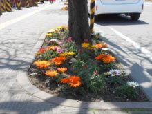 ガザニアの花壇