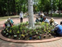配置し終わった花を植えている