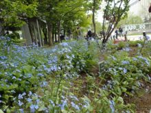 大通公園のブルンネラ