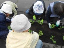 ヤマボウシの花壇にアスターをみんあで植えている