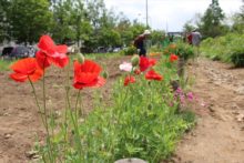 コミュニティガーデンのポピー