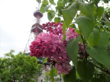 創成川公園のライラックとテレビ塔