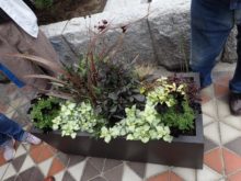 豊平公園花とハーブの会のコンテナにはハーブが