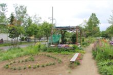 秋桜のコミュニティガーデン　病院のみなさんが植えた花