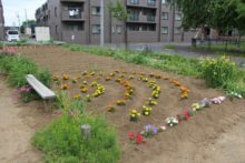 秋桜のコミュニティガーデン　児童養護施設のみなさんが植えた花