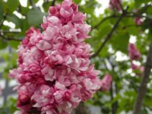 創成川公園のライラック