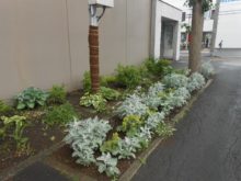 北側に花コパンのみなさんがつくったシェードガーデン