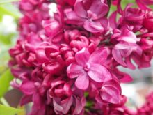 創成川公園のライラック