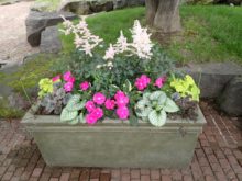 あるば・ローズのコンテナは日陰に合う植物を上手に使って