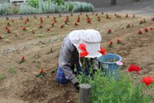 草取りをしている