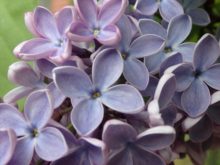 創成川公園のライラック