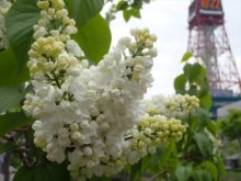 創成川公園のライラック