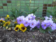 紫色と黄色のパンジーの花