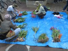 球根の選別作業