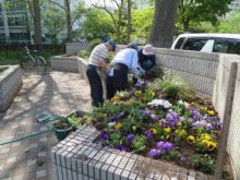 パンジーの植え込み作業