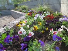 駐車場側花壇のようす