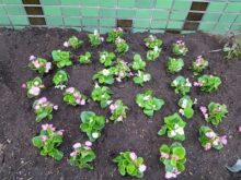 70という数字をかたどった花文字