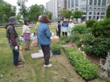 ケースに入ったたくさんの苗を前にメンバーが打合せ