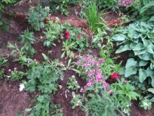 夏のお花に植え替えた花壇