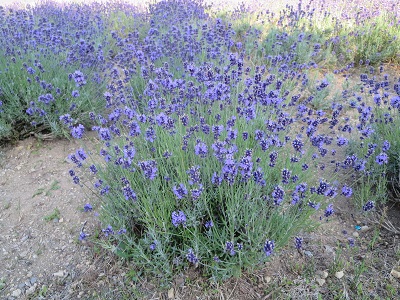 東海大学札幌キャンパスのラベンダー