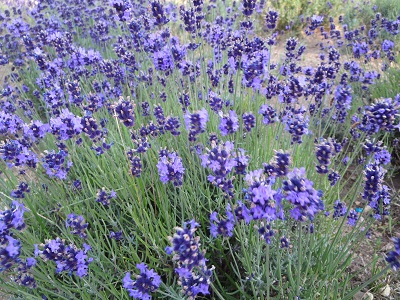 ラベンダーの花のアップ写真