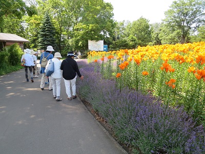 満開の百合の花とラベンダーを見学する参加者