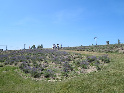 サッポロさとらんどのラベンダー