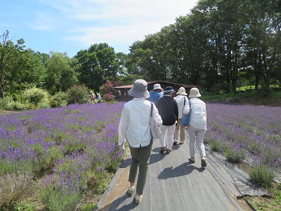 八紘学園のラベンダーを見学する参加者