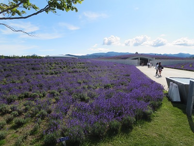 真駒内滝野霊園のラベンダー