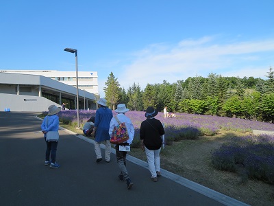 東海大学札幌キャンパスのラベンダーを見学する参加者