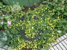 中島児童会館の花壇に黄色いお花で作ったにこちゃんマーク