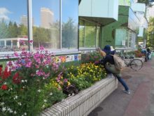 花がらつみなど花壇のメンテナンス活動風景
