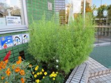 児童会館入口横のコキアの植栽