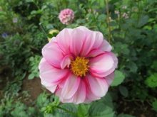 ダリアのお花のアップ