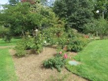 バラ花壇の遠景