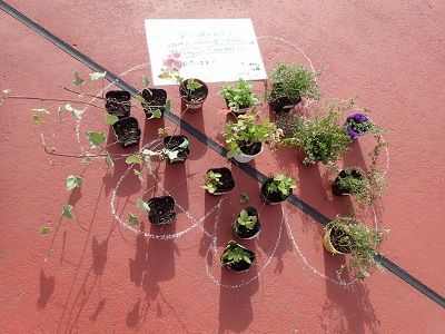 参加者が持ち寄った苗