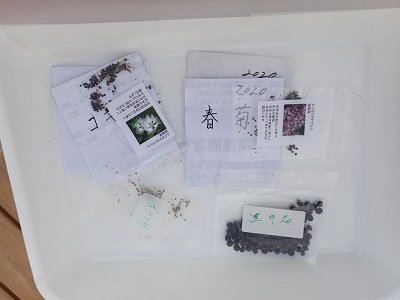 参加者が持ち寄ったタネ