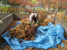 草花の分別作業