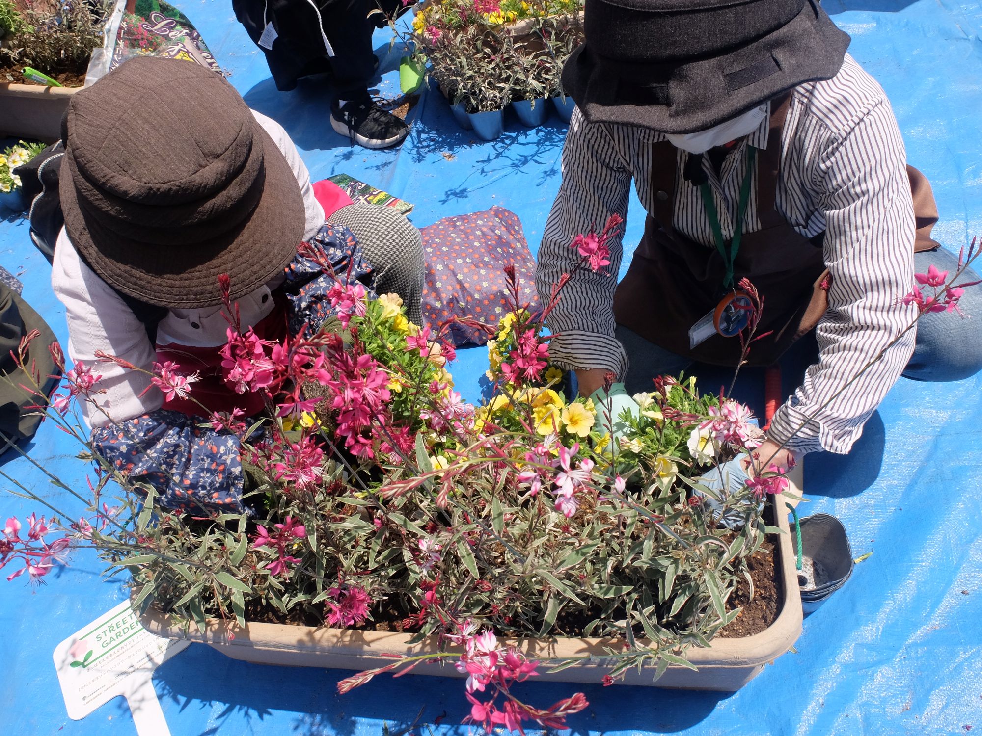 実験用プランタに植えている様子