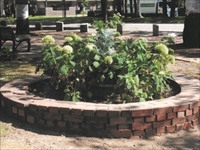 緑町公園　花とアジサイの会