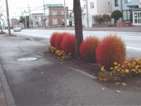 新琴似六番通り街づくりクラブ