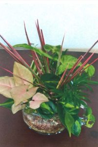 山本さんの寄植え