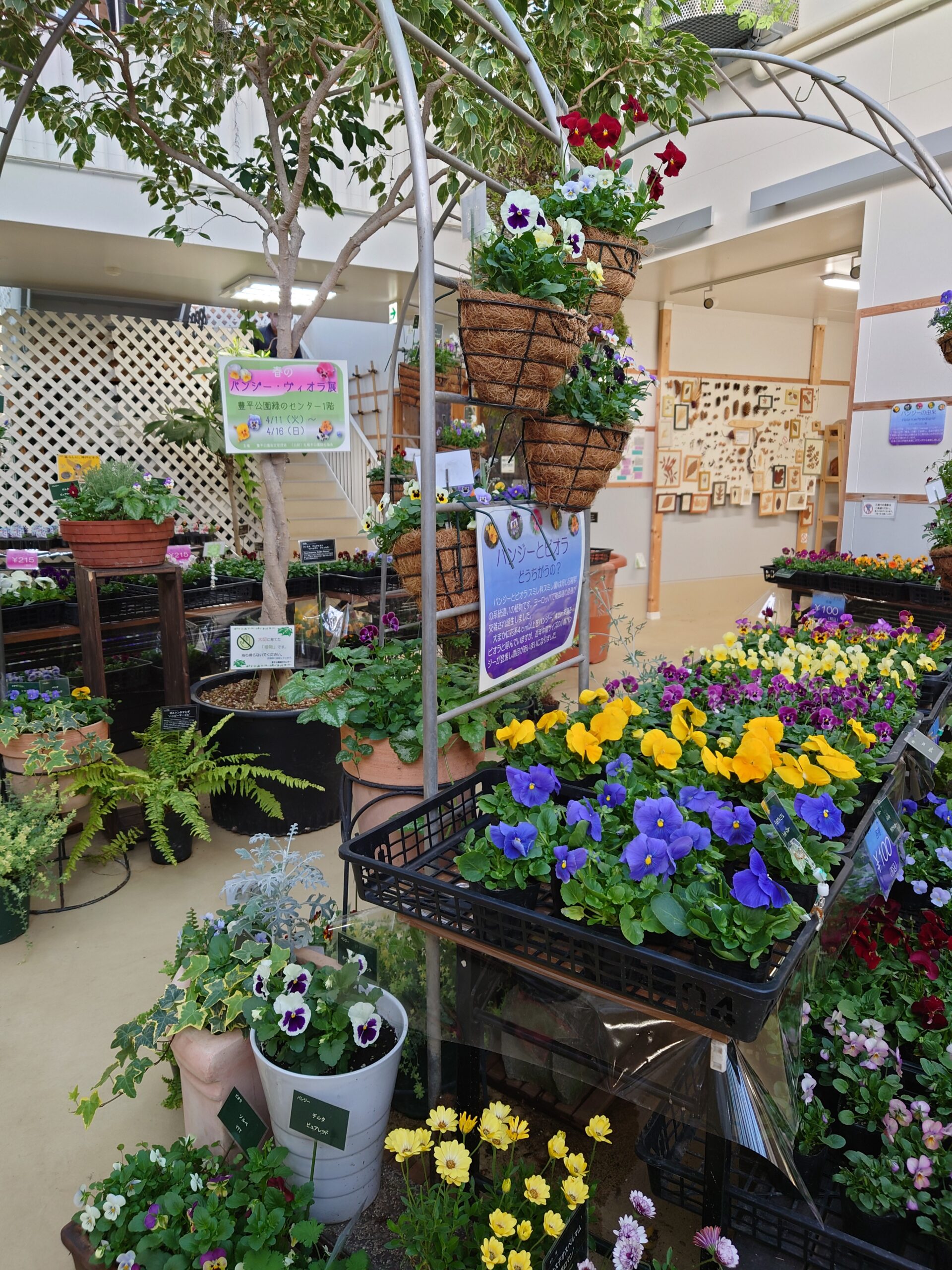 豊平公園で開催されているパンジー・ヴィオラ展の様子